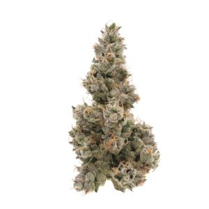 Sour Diesel